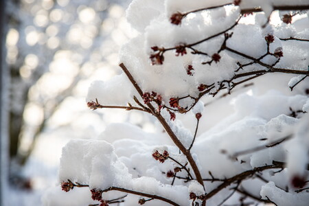 Neuschnee im Frühling